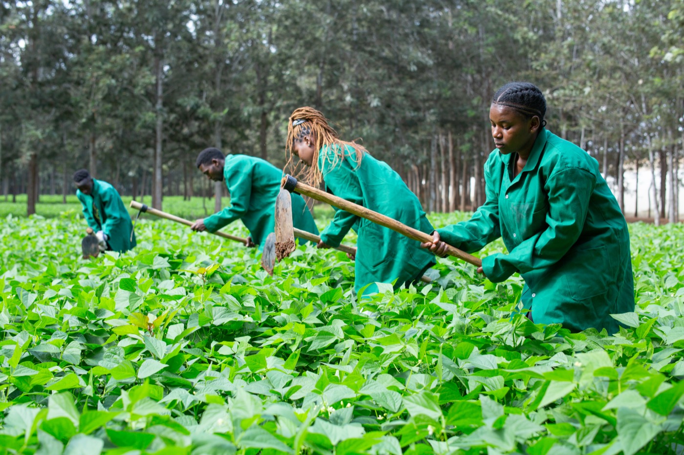 School of Agriculture and Environmental Studies
